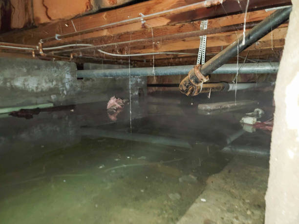 Best Water damage contractors near me  in Logan, OH